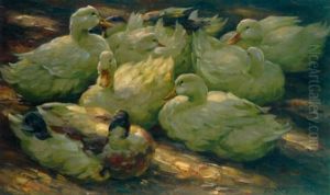 Im Schatten Ruhende Enten Im Schatten Ruhende Enten