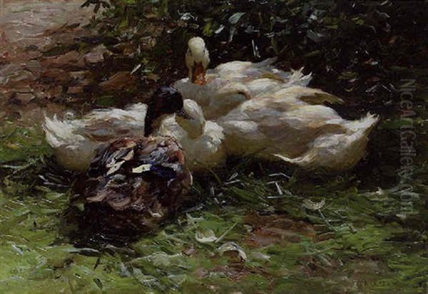 Ducks Resting In The Grass - view 1