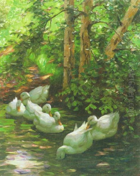 Enten In Der Morgensonne - view 1