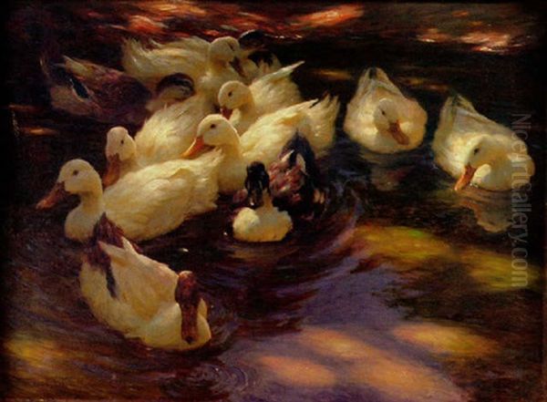 Enten In Der Morgensonne - view 1