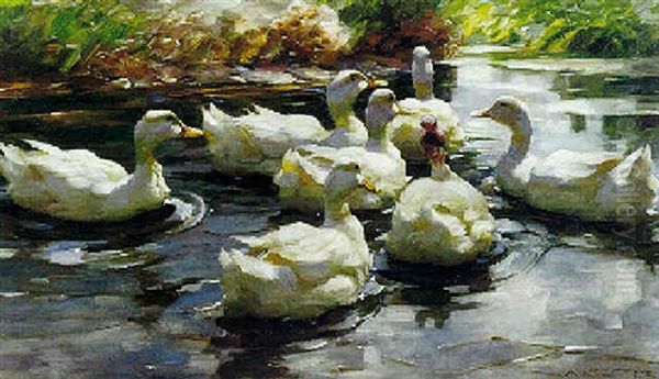 Ducks Paddling - view 1