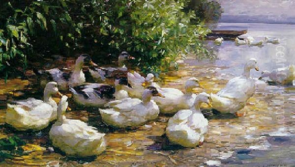 Ducks Swimming At The Edge Of A Lake - view 1