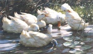 Funf Weise Enten Auf Dem Wasser Funf Weise Enten Auf Dem Wasser