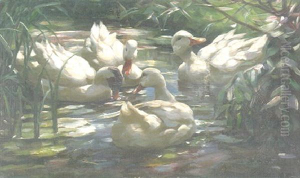 Enten In Einem Teich, Der Von Dichtem Schilf Umgeben Ist - view 1
