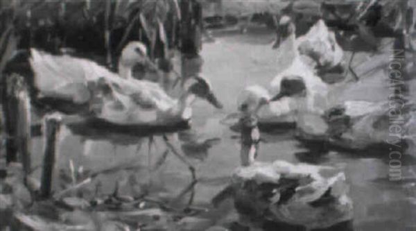 Sechs Enten Auf Einem Teich - view 1