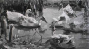 Sechs Enten Auf Einem Teich