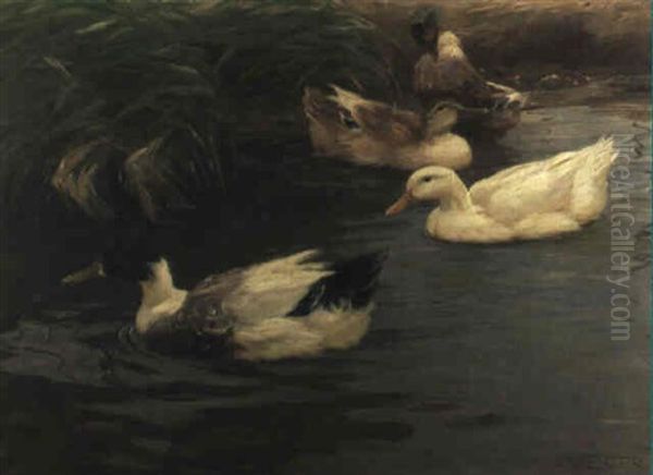 Vier Enten Auf Dem Wasser - view 1