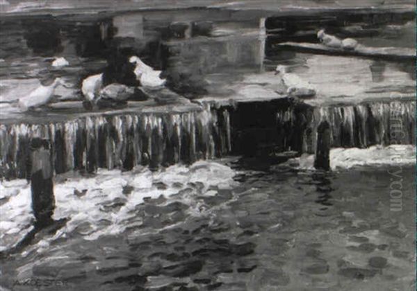 Wehr Mit Enten Bei Hard Am Bodensee - view 1