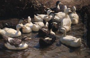 Vierzehn Enten Im Wasser Vierzehn Enten Im Wasser