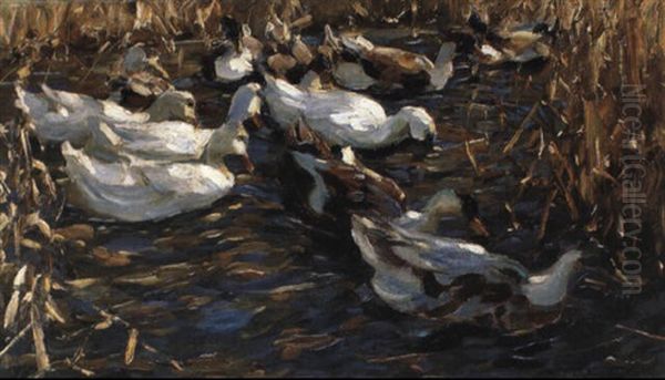 Enten Im Herbstschilfwasser - view 1
