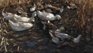 Enten Im Herbstschilfwasser