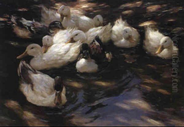 Enten In Morgenssonne - view 1