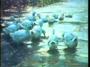 Enten In Flachem Schilfwasser