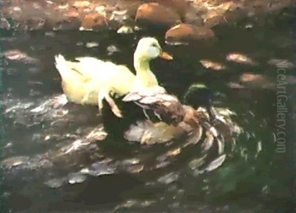 Erpel Und Ente Auf Dem Wasser - view 1