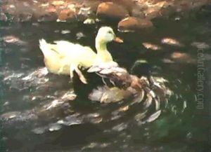 Erpel Und Ente Auf Dem Wasser