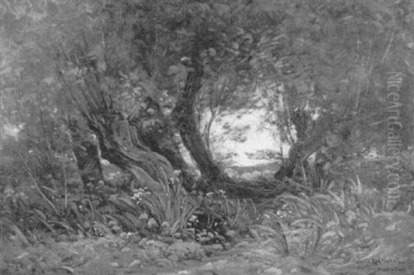 Wald Mit Gelben Iris Und Alten Weiden - view 1