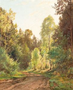 Waldweg In Sonnenlicht Und Schatten Waldweg In Sonnenlicht Und Schatten