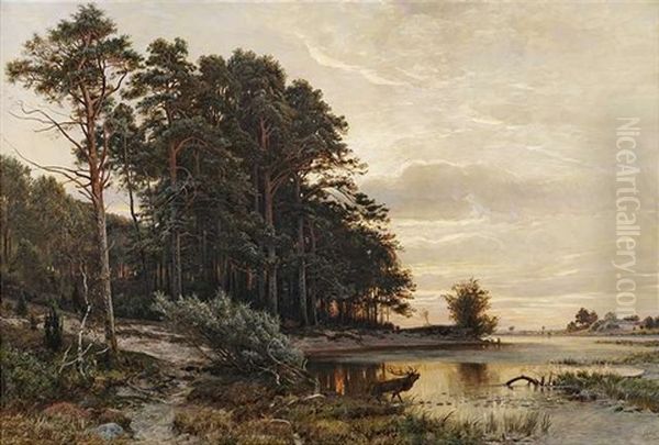 Abendstimmung An Einem See Am Waldrand - view 1