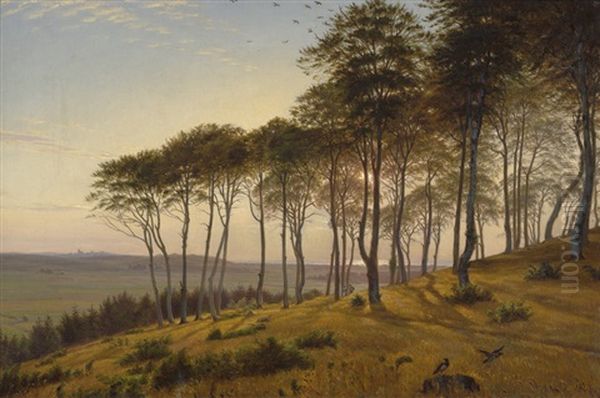 Wald Von Vinderod Auf Seeland Am Spaten Nachmittag - view 1