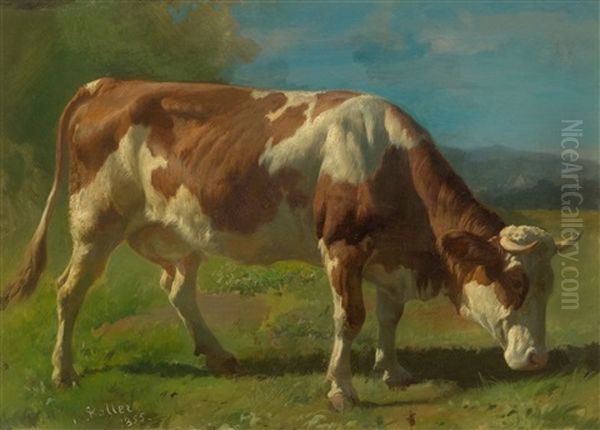 A Cow In A Pasture - view 1