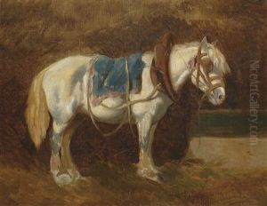 Gesattelter Schimmel