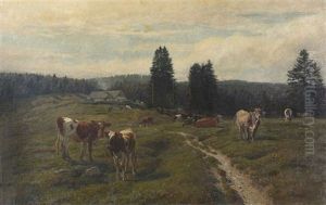 Weidende Rinder Auf Der Alp La Capitaine