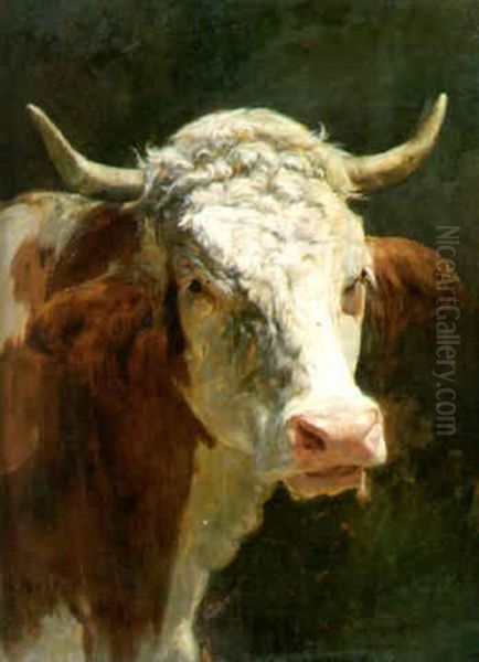 Simmentaler Kuh - view 1