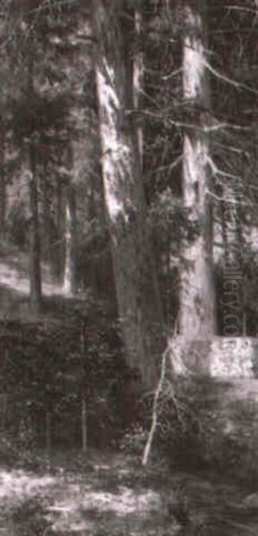 Wald - view 1