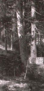 Wald by Friedrich Koenig