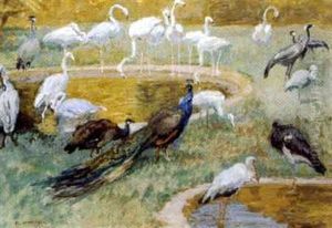Pfau, Reiher Und Ein Storch Pfau, Reiher Und Ein Storch