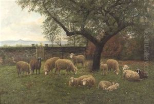Schafherde Unter Baumen