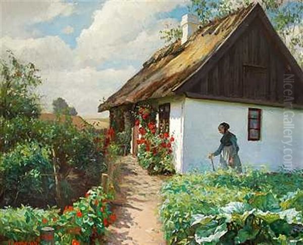 Blomstrende Rode Stokroser Udenfor Et Hvidkalket Bondehus - view 1