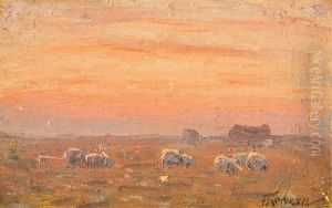 Studie Weidender Schafe Auf Sylt