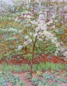 A Blossoming Apple Tree