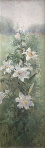 White Lily  "rose Blossom" - view 1