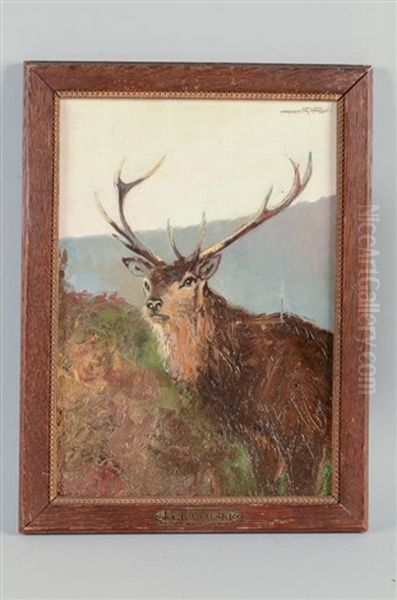 Cerf - view 1