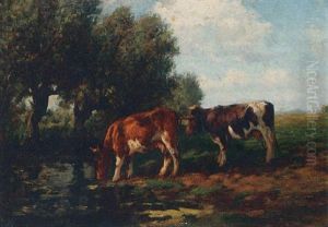 Watering Cows Watering Cows