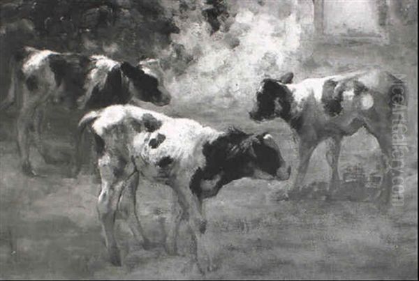 Calves Standing In Barn - view 1