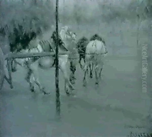 Vita Hastar Med Hokarra - Fransk Gatubild - view 1