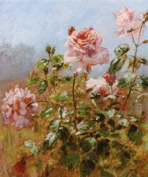 Rose Blooms - view 1