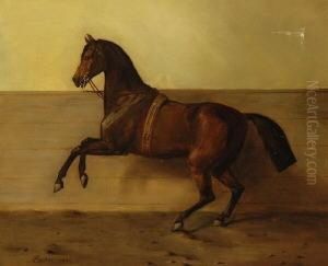 Vollblutstute Beim Ausfuhren Einer Levade. by A. Becker