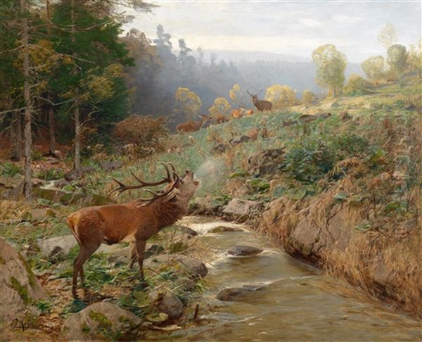Rotwildrudel Auf Einer Waldlichtung - view 1