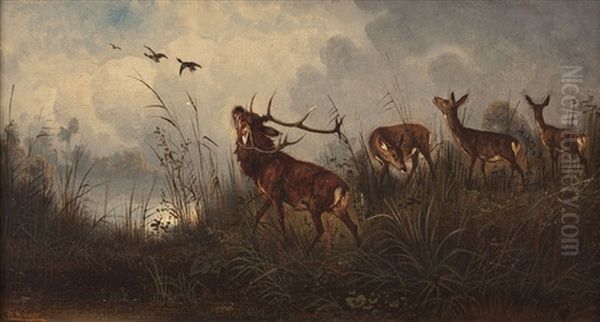 Rotwild Am Seeufer - view 1