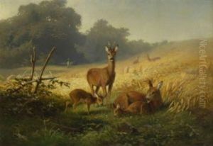 Rehe Am Feldrand Rehe Am Feldrand