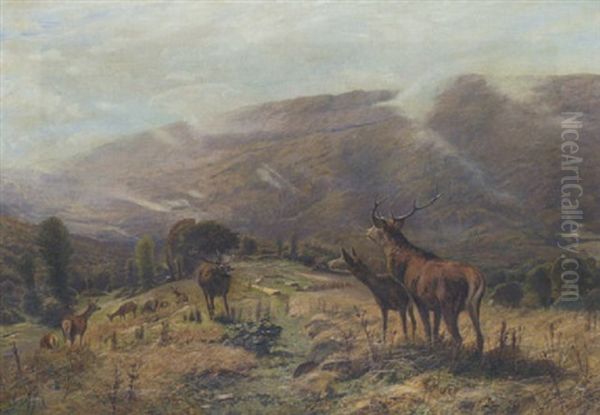 Hochwild In Gebirgslandschaft - view 1