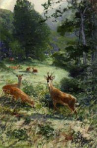 Rotwild Auf Einer Waldlichtung