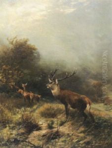 Hirschrudel Im Teutoburger Wald