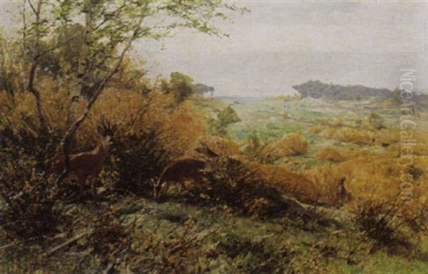 Deer In A Field - view 1