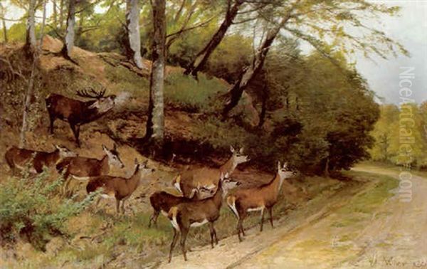 Hirsch Und Sein Rudel Beim Queren Eines Waldweges - view 1