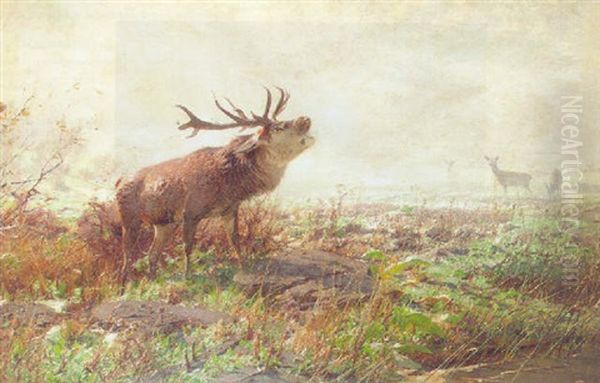 A Rutting Stag - view 1